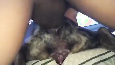 Dog get girl: bestiality men dog
