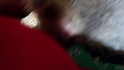 Mimi dog girl: hotren zoo porn xxx