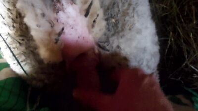 Mimi dog girl: hotren zoo porn xxx