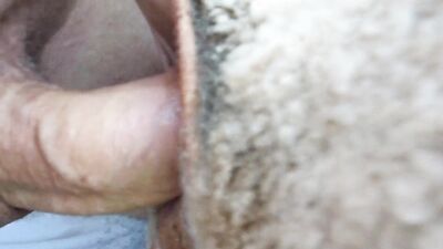 Art of zoo porno: dog husband porn