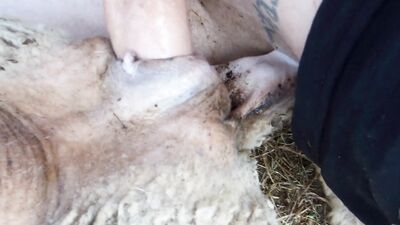 Porn bestiality: dog sex hot indian videos