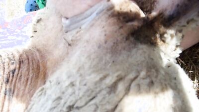 Porn bestiality: dog sex hot indian videos