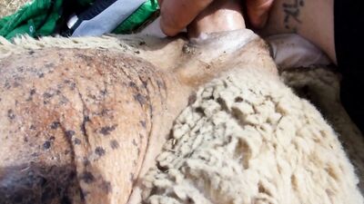 Porn bestiality: dog sex hot indian videos