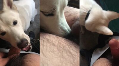 Dog girl 1: 3d animal sex porno