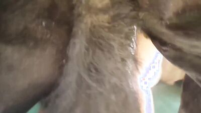 Zoo porno video: zoo porno video mom