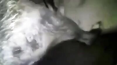 Animal crossing porn: male dog sex