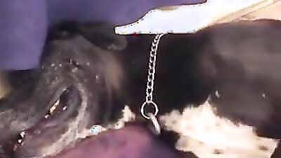Porn comics bestiality: dog blowjob porn