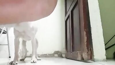 Zoo fuck porn: pamela black cat zoo sex