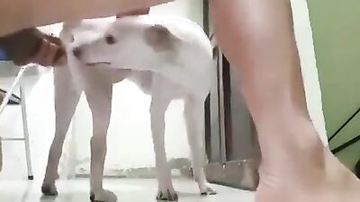 Zoo fuck porn: pamela black cat zoo sex