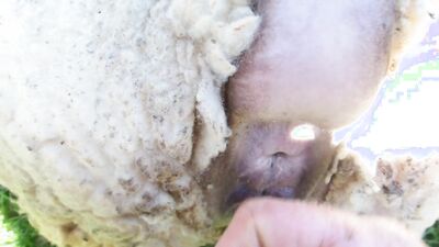 Gay zoo porn: shizuka ntr pig bestiality