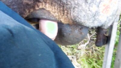 Zoo sex video: zoo sex pig