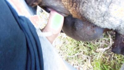 Zoo sex video: zoo sex pig