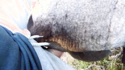 Zoo sex video: zoo sex pig