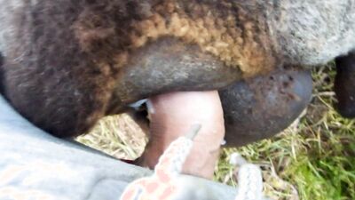 Zoo sex video: zoo sex pig