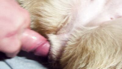 Art of zoo porn: taboo dog sex