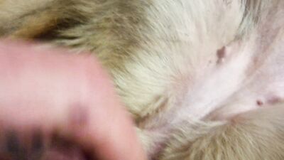 Art of zoo porn: taboo dog sex
