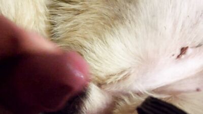 Art of zoo porn: taboo dog sex