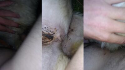 3d dog porn: home dog sex mature