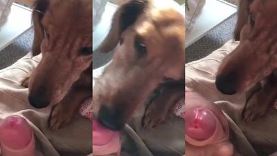 Porn bestiality: zoo porn home videos
