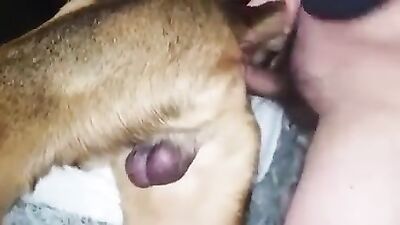 Animal dog sex: selesto com dog suck girls