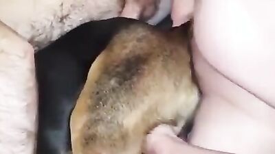 Animal dog sex: selesto com dog suck girls
