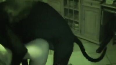 Dog porn: sex bdsm zoo poni