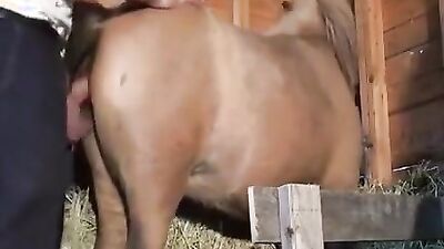 Animal porno: hình ảnh sex boy love anime animal