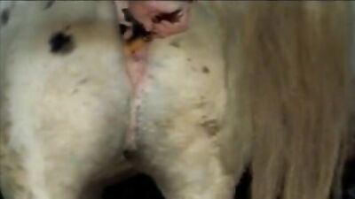 Zoo sex: ivana zoo porn