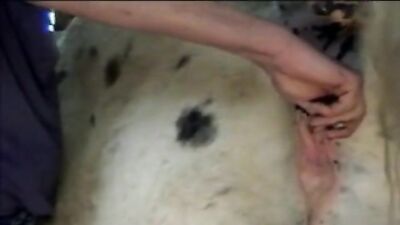 Zoo sex: ivana zoo porn