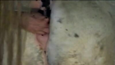 Zoo sex: ivana zoo porn