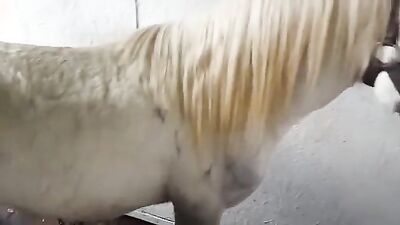 Zoo sex: skinny milf dog porn