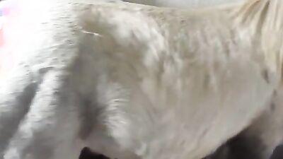 Zoo sex: skinny milf dog porn