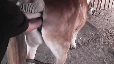 Dog porn: japanese bestiality news dog porno