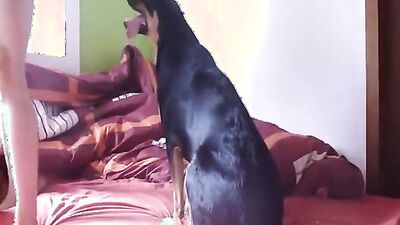 Zoo porn 2026: zoophilia sex tick