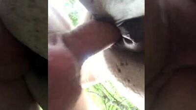 Women's dog sex: chinese animal porn