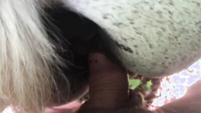2 dogs 1 girl: turk zoo sex web