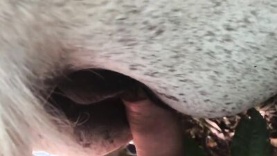 2 dogs 1 girl: turk zoo sex web