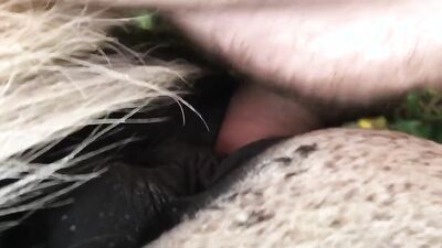 Zoophilia porn: animal porn 1