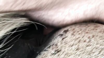 Zoophilia porn: animal porn 1