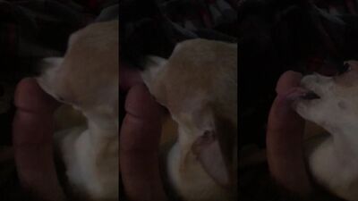 Girl cat dog: japan shit zoo porn