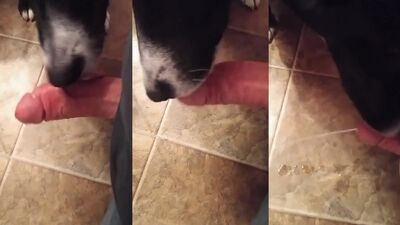Dog girl porn: sex couple with animal