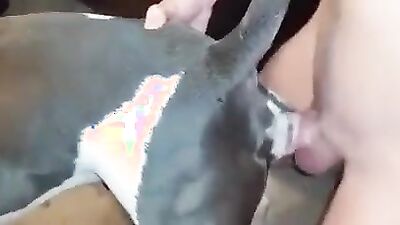 Dog porn: girl watching zoo porn