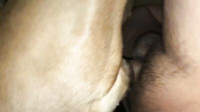 Dog sex porno: mandy foxxy catnap x dog day sex