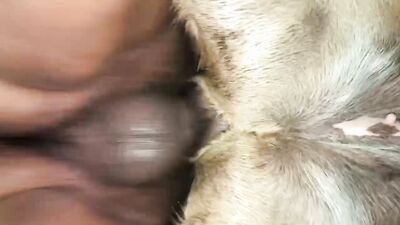 Dog sex porno: mandy foxxy catnap x dog day sex