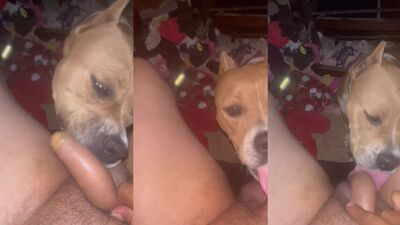 Dog's porn: veronika silesto zoo sex