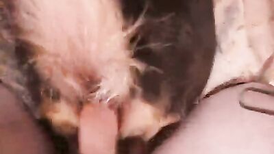 Zoo porn: dog creampie porn