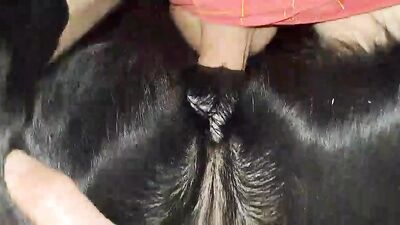 Girl cat dog: zoo sex home video
