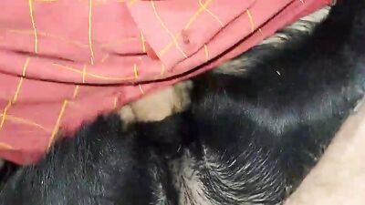 Girl cat dog: zoo sex home video