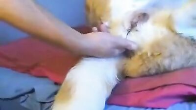 Dog sex girl: art of zoo anita