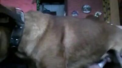 Bestiality video: bestiality zoo porno japanese